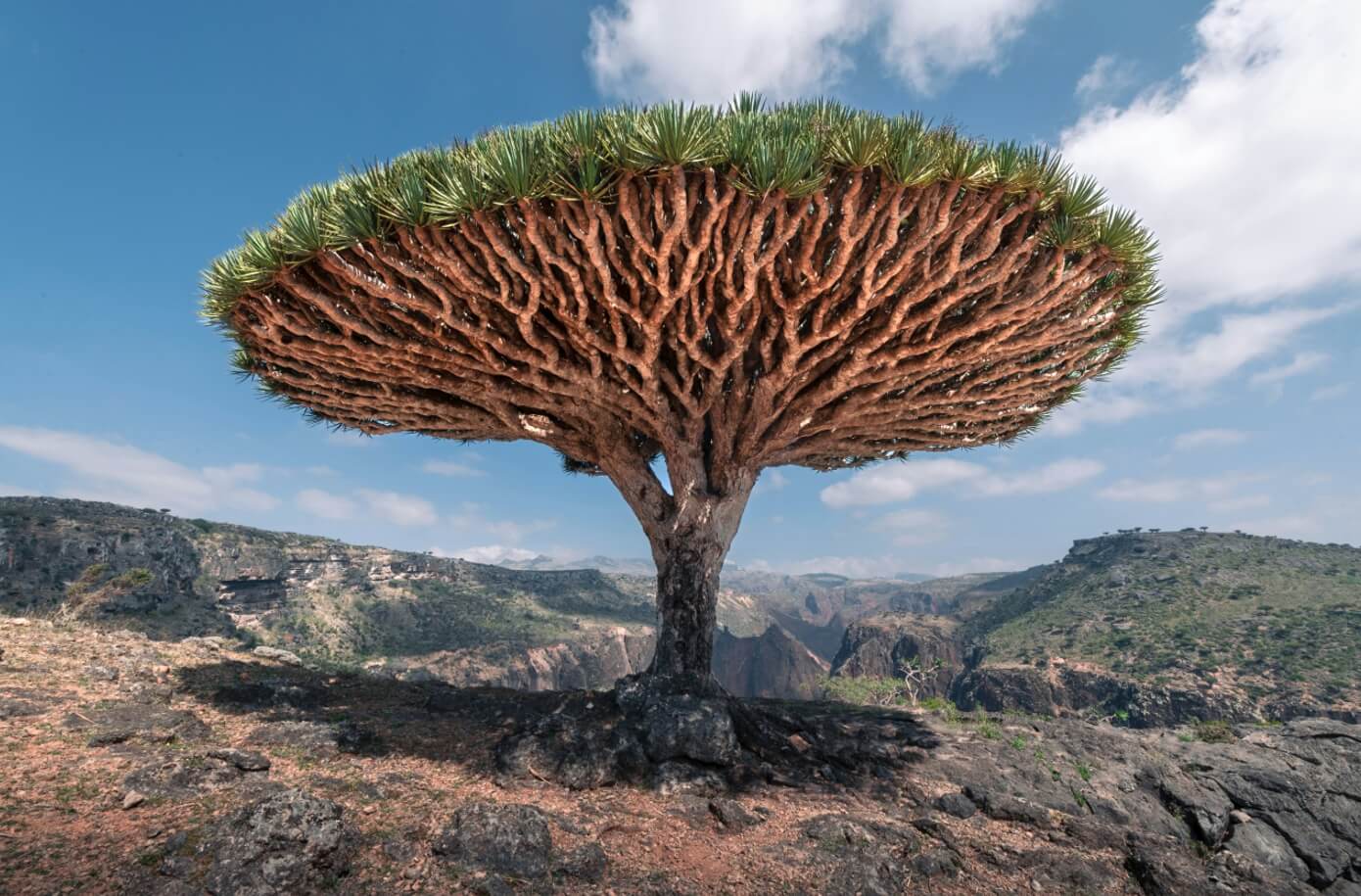 예맨 나무 한 그루 사진