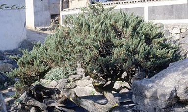 처음 시작하는 가드닝, 키우기 쉬운 정원수 BEST 10