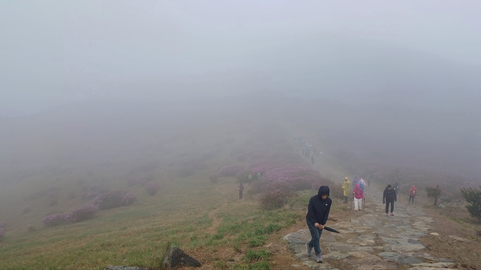 합천 황매산 철쭉35