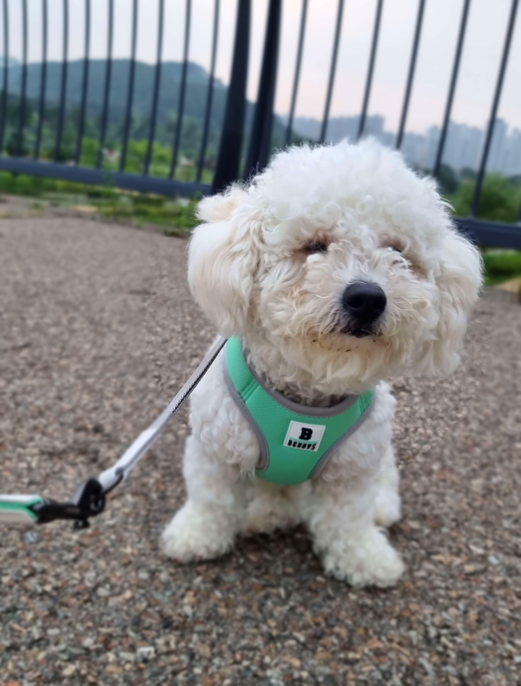 하네스 처음 착용한 강아지