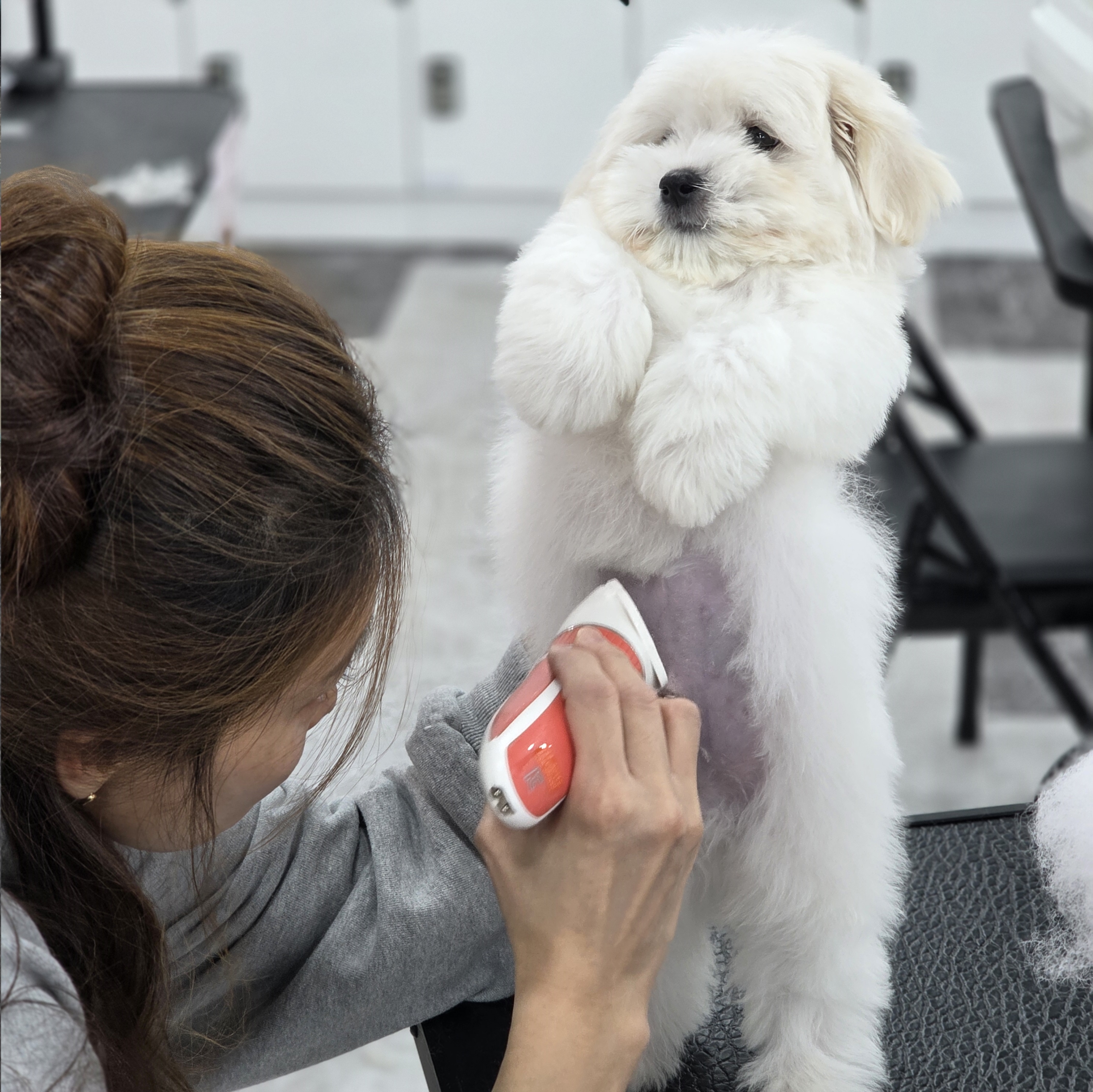 당진애견미용국비지원
