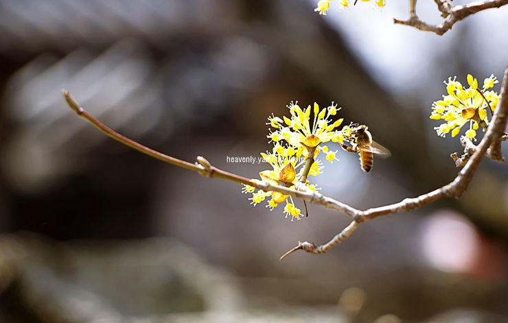 구례 산수유축제