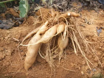 야콘 재배 덩이 비대 관리 토양 갈기 저장 요령_31