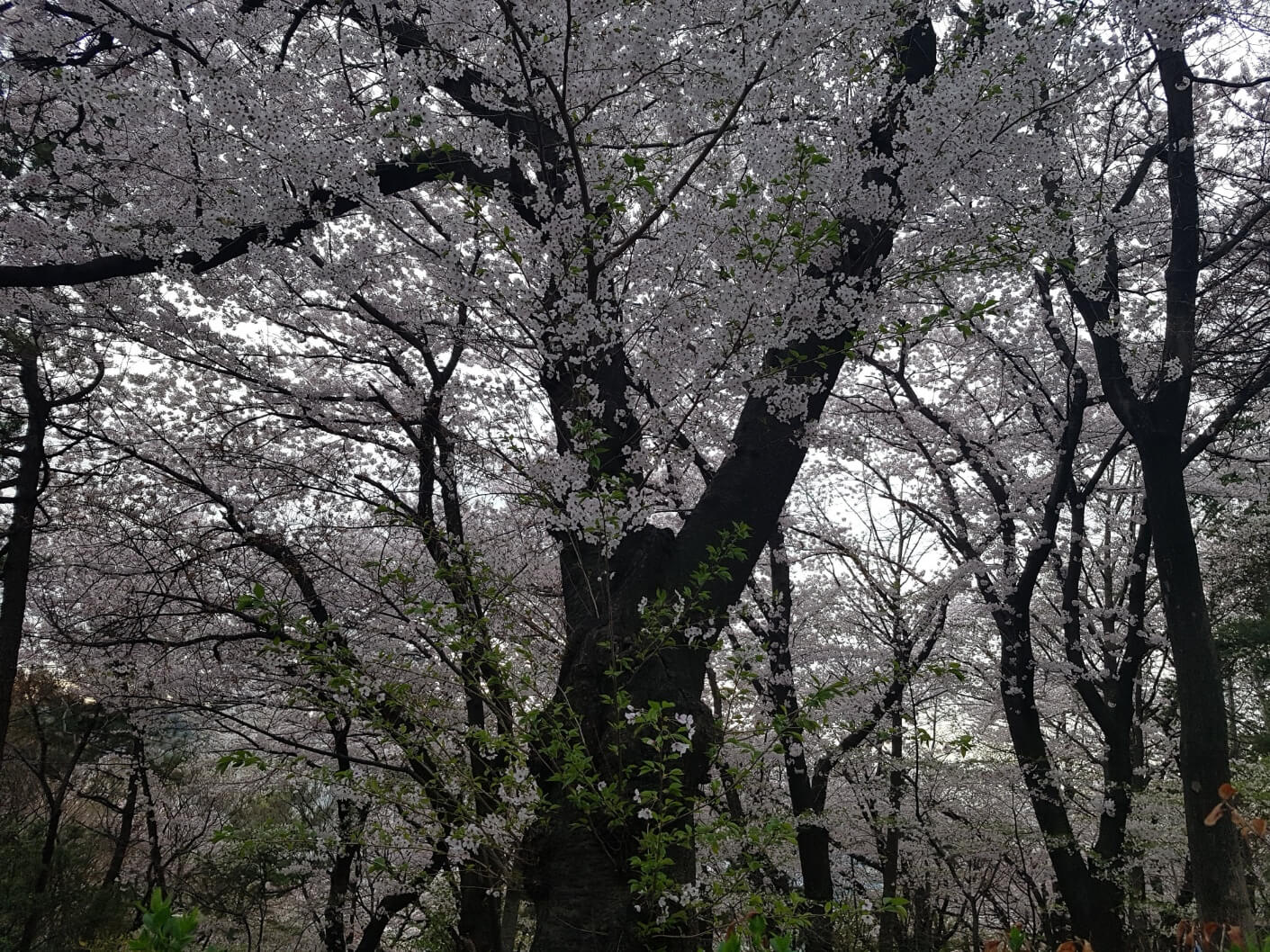 2025년 벚꽃 개화 시기와 벚꽃놀이