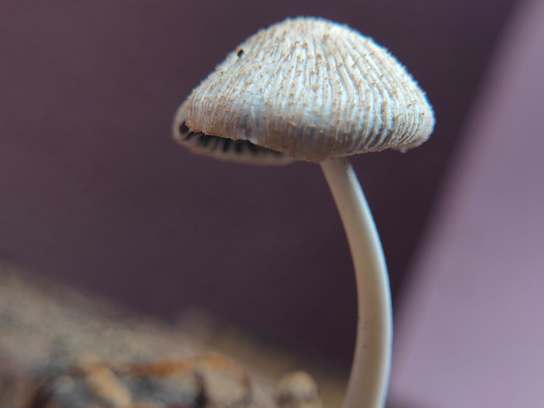 Identification.