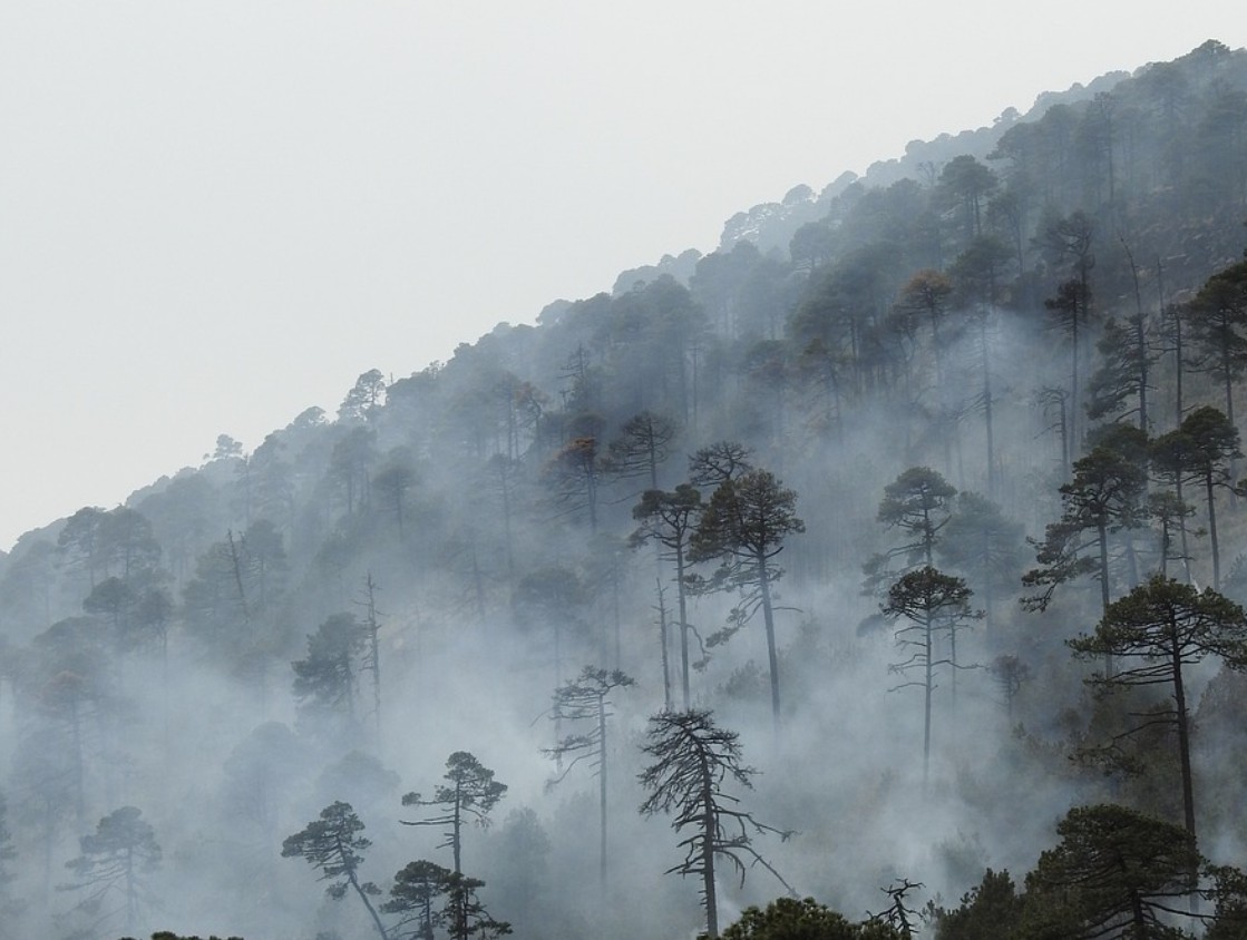 산불 방화 처벌