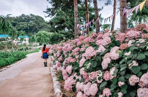 공주 유구 색동수국정원 꽃 축제-수국1