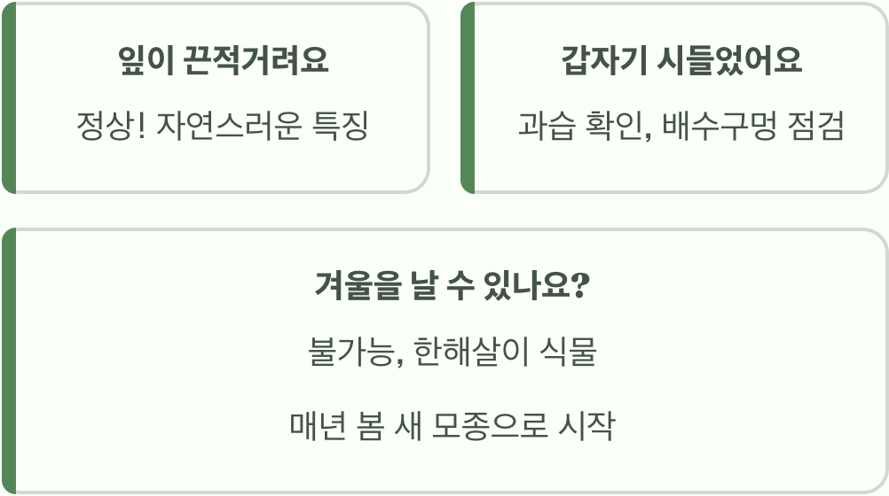 여름 화단의 여왕, 페튜니아 키우기 A to Z