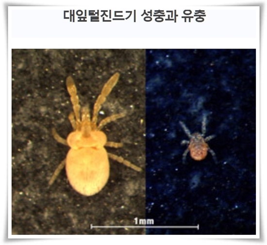 "진드기" 야외 활동의 숨은 적, 안전한 야외 활동을 위한 가이드!