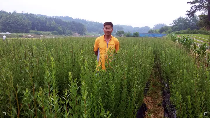 경북 예천 구기자엿 파는 곳 전국 택배 온라인 전화 주문 추천