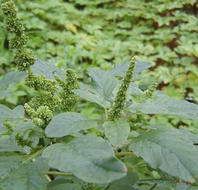 비름나물의 효능 부작용 고르는법 먹는법