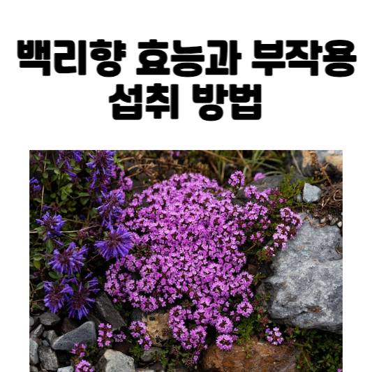 백리향 효능과 부작용 및 섭취 방법