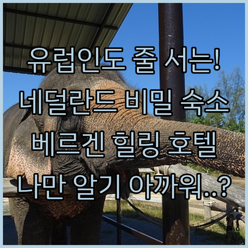 유럽 사람들도 줄 서서 예약하는 네덜..