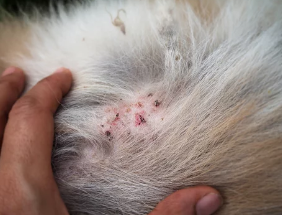 강아지 곰팡이균 사진/출처:어도비스톡