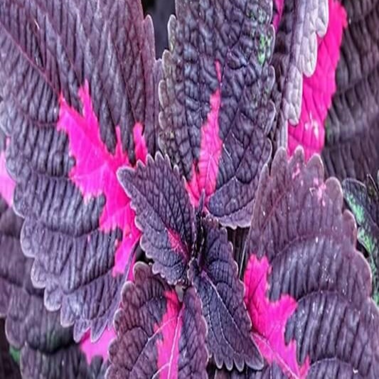 차즈기 진한 자주색