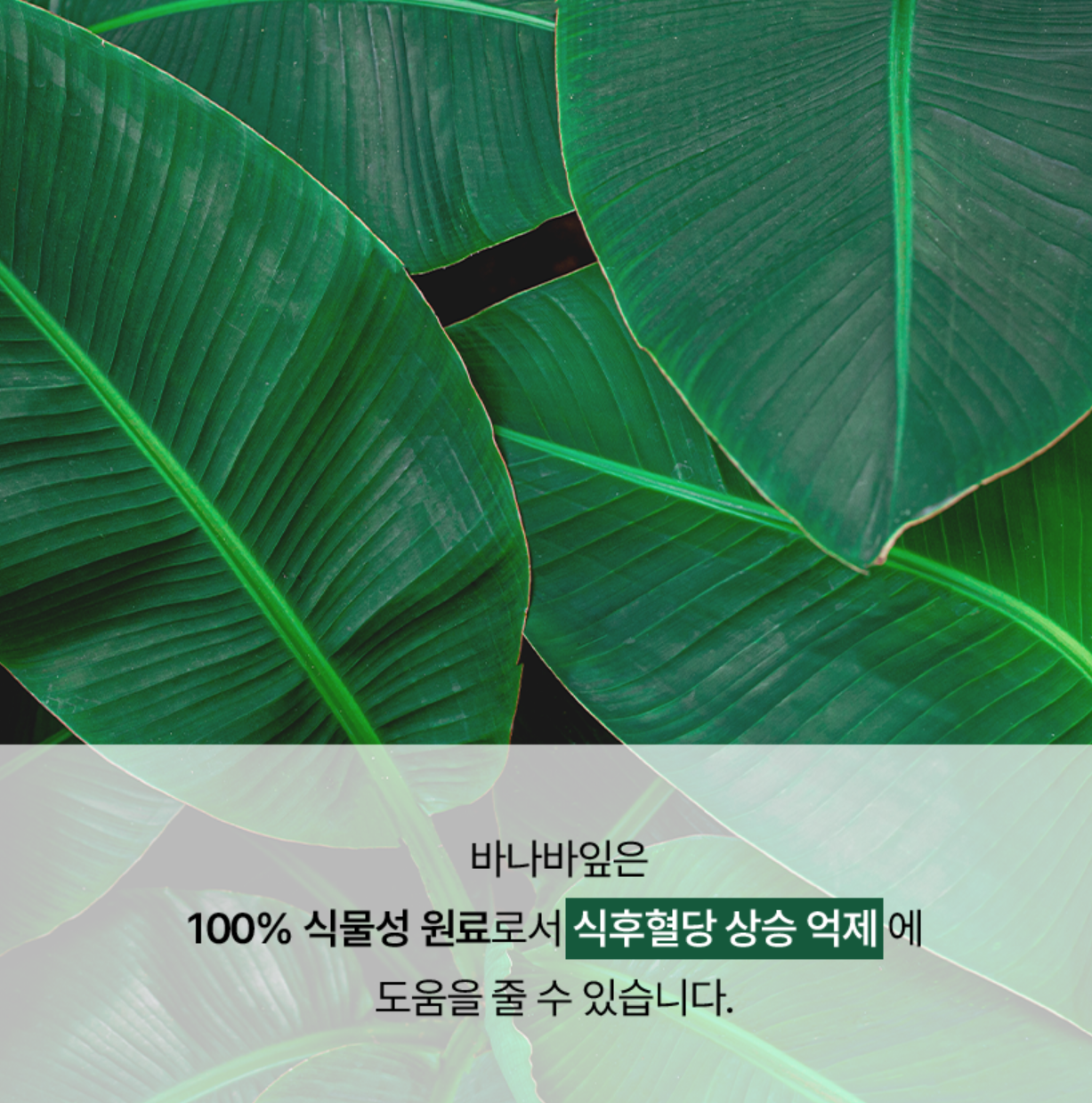 푸드올로지 빨간통 다이어트