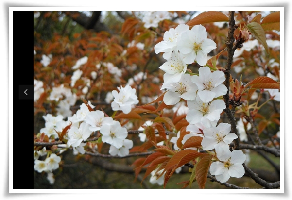 "벚꽃" 희망과 새로운 시작의 상징 봄의 전령사!