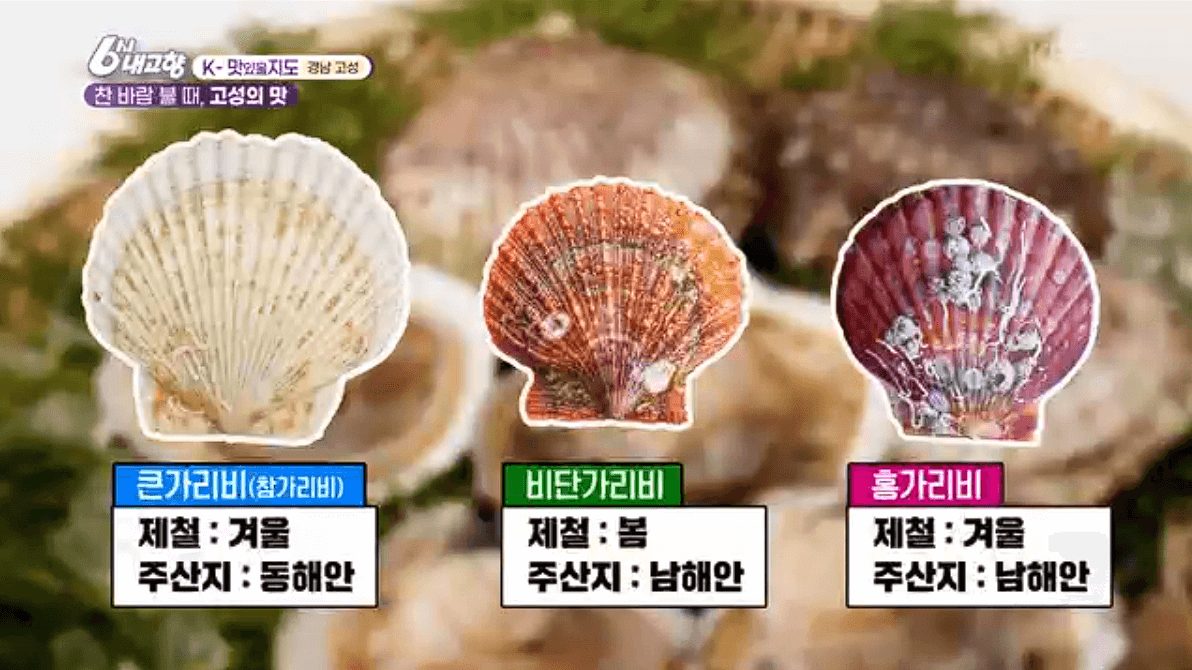 [6시내고향]경남 고성 제철 홍가리비 &amp;#39;계림새우나라&amp;#39; 예약 위치 연락처 정보