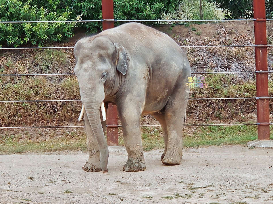 시드니 근교 블루마운틴 투어 가격 솔직 후기 + 시드니 동물원 일일투어