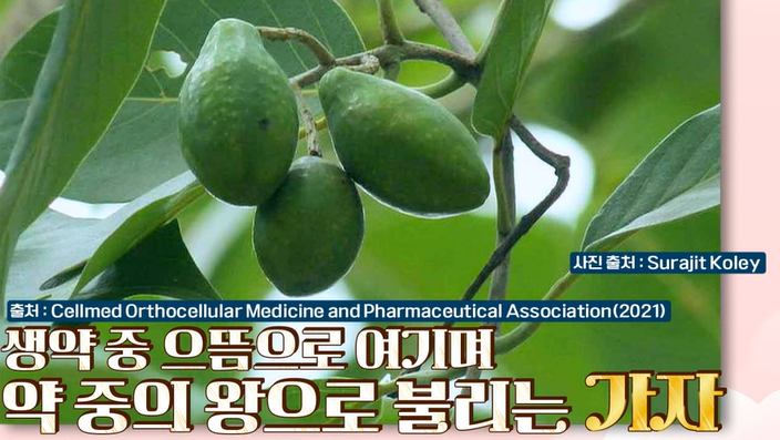 보스웰리아추출물