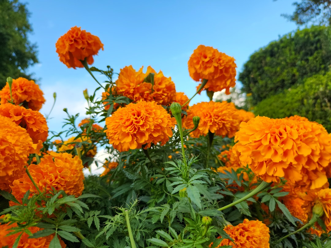 Marigold