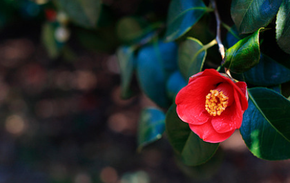 서천 동백꽃 주꾸미축제
