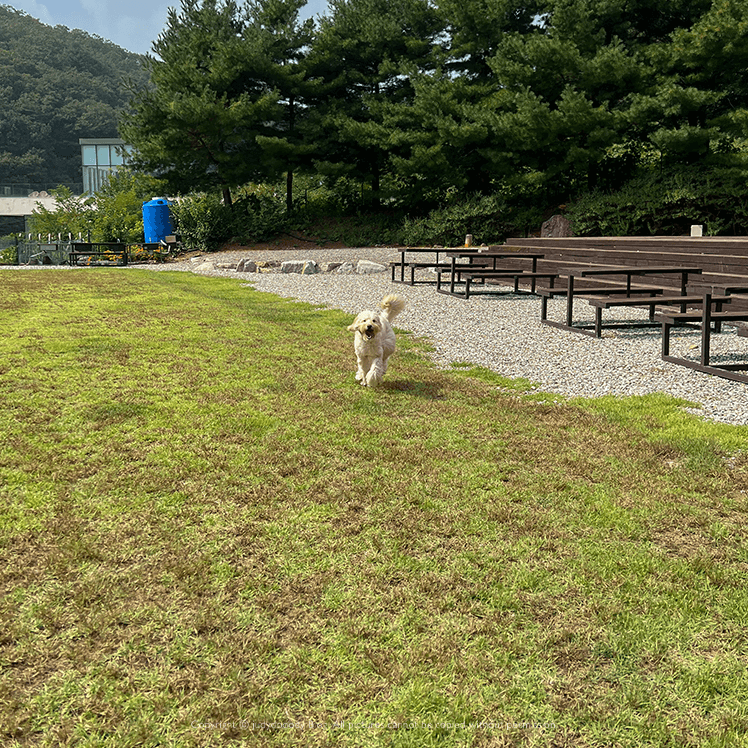 열심히 뛰는 쥬디