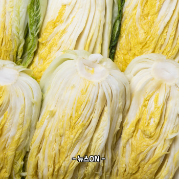 백김치 맛있게 담는법