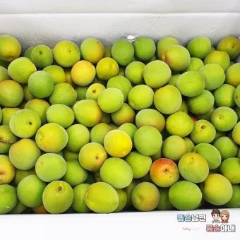 매실 수확시기_11