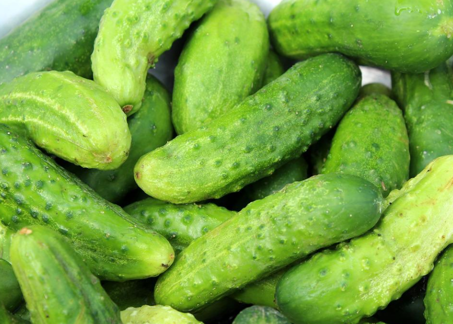 맑고 깨끗한 초록빛깔의 오이들이 한가득 눈에 보인다.