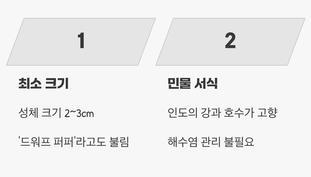 세상에서 가장 작은 복어&amp;#44; 하지만 &amp;#39;담수&amp;#39; 복어