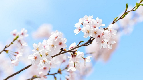 서울 벚꽃 명소