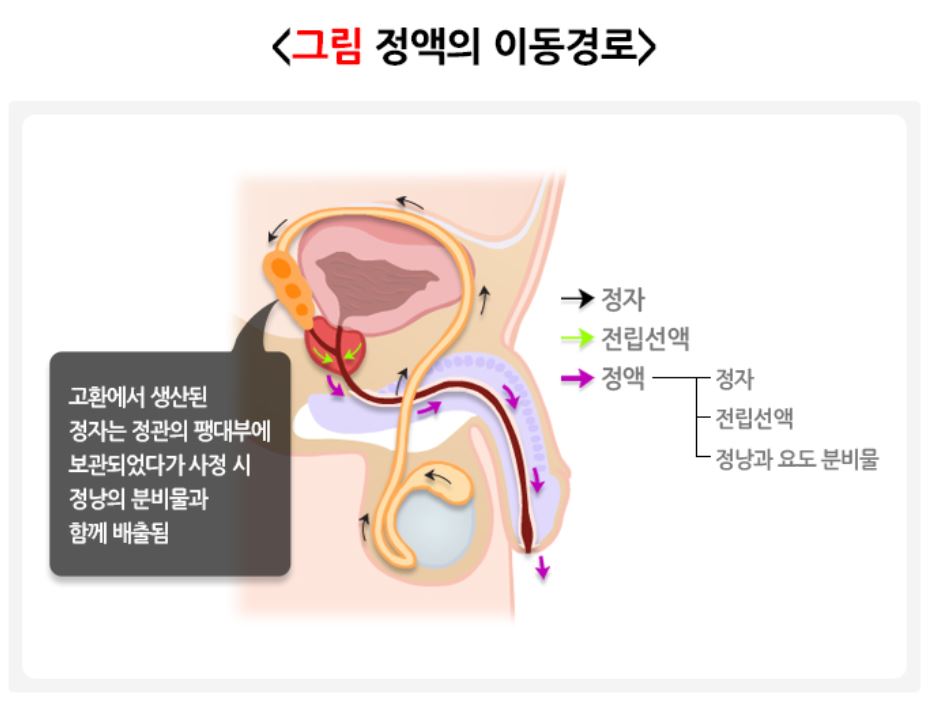 정액의-이동-경로를-표현한-그림