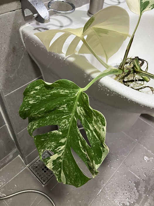 몬스테라 알보를 세면대에 올려논 장면
