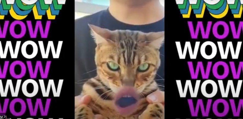 고양이가-사람-품에-안겨-있습니다.