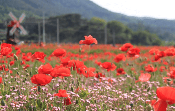 축제 가볼만한 곳