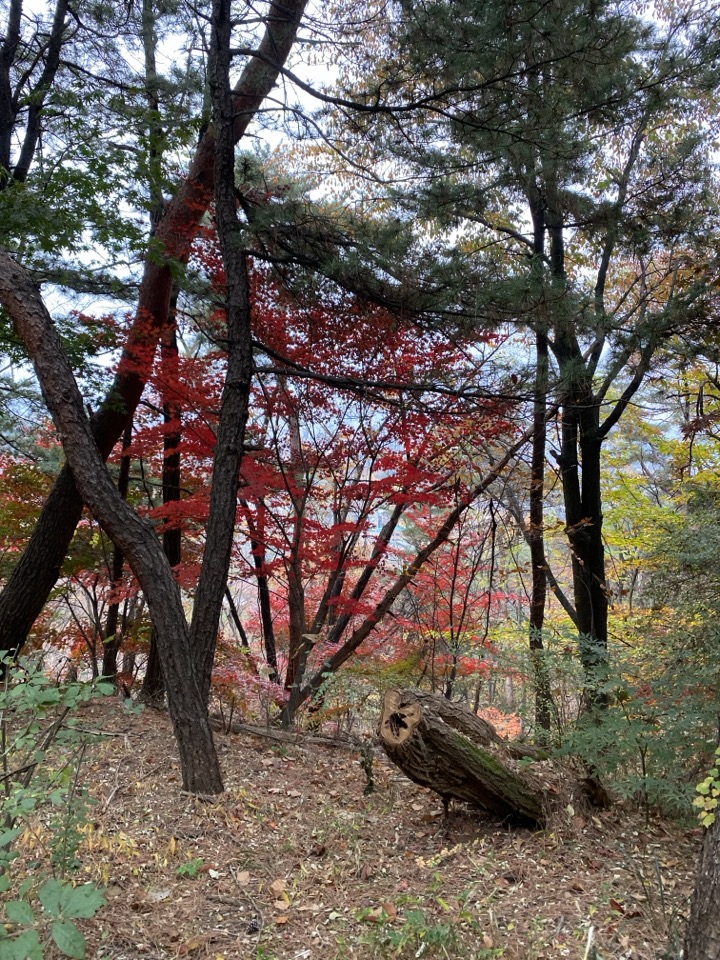 인왕산둘레길 단풍