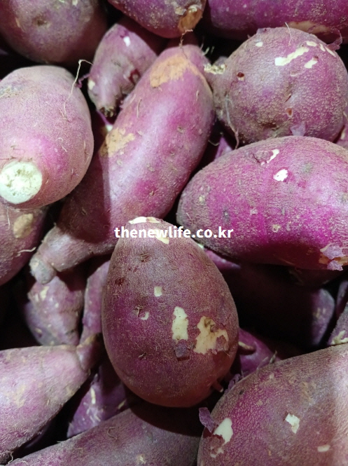 수확된 고구마를 가까이 찍은 실물 사진