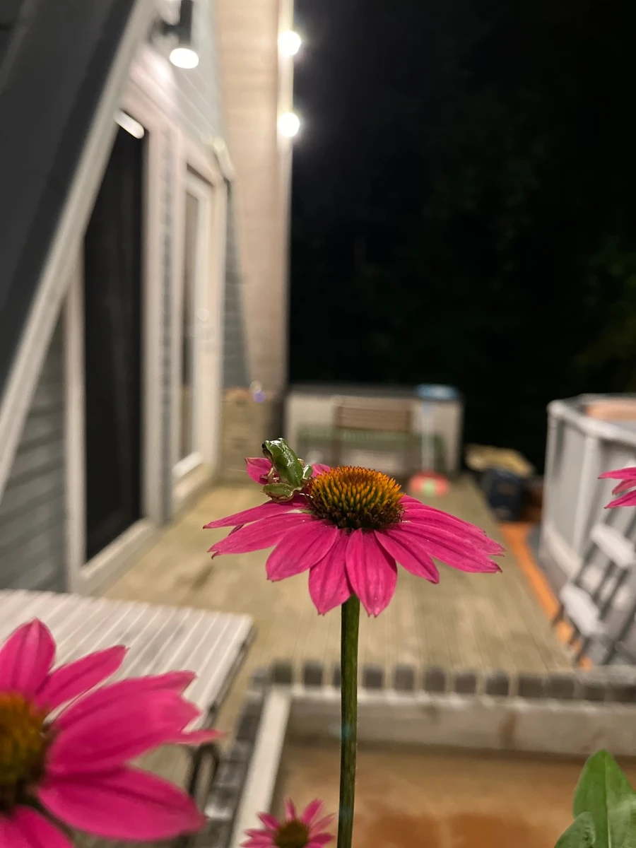 세모집 예약안내 - 코스모스꽃과 세모집