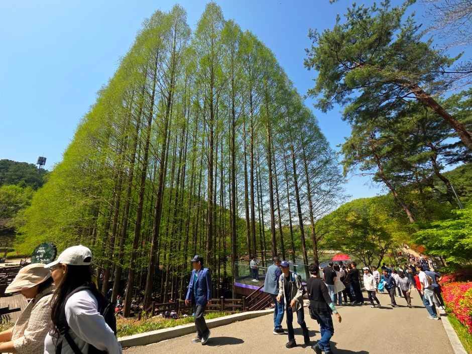 청남대 봄꽃축제 영춘제