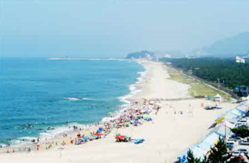 2025 강릉 경포 벚꽃축제