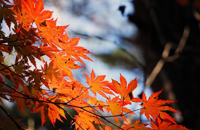 전국에서 가장 아름다운 단풍 명소, 충북 보은 말티재 전망대