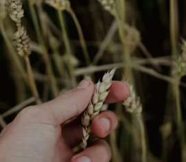 카무트 효소 부작용 분말 다이어트