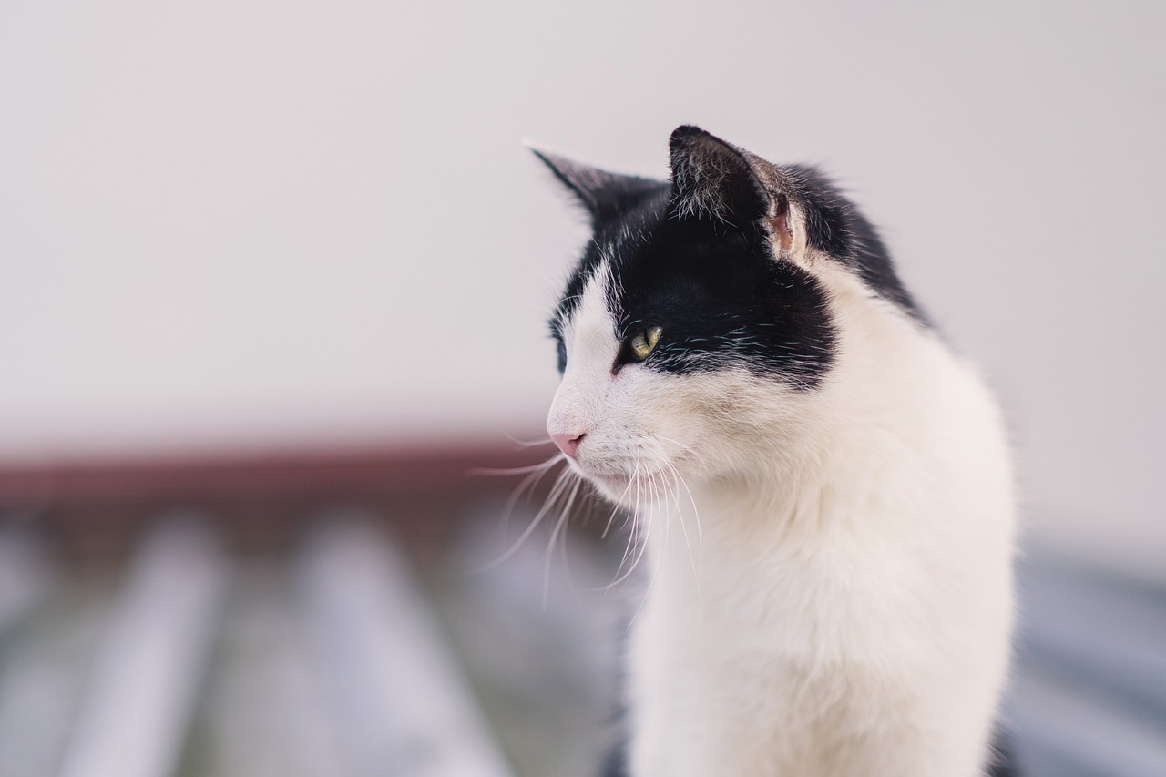 고양이 꿈해몽
