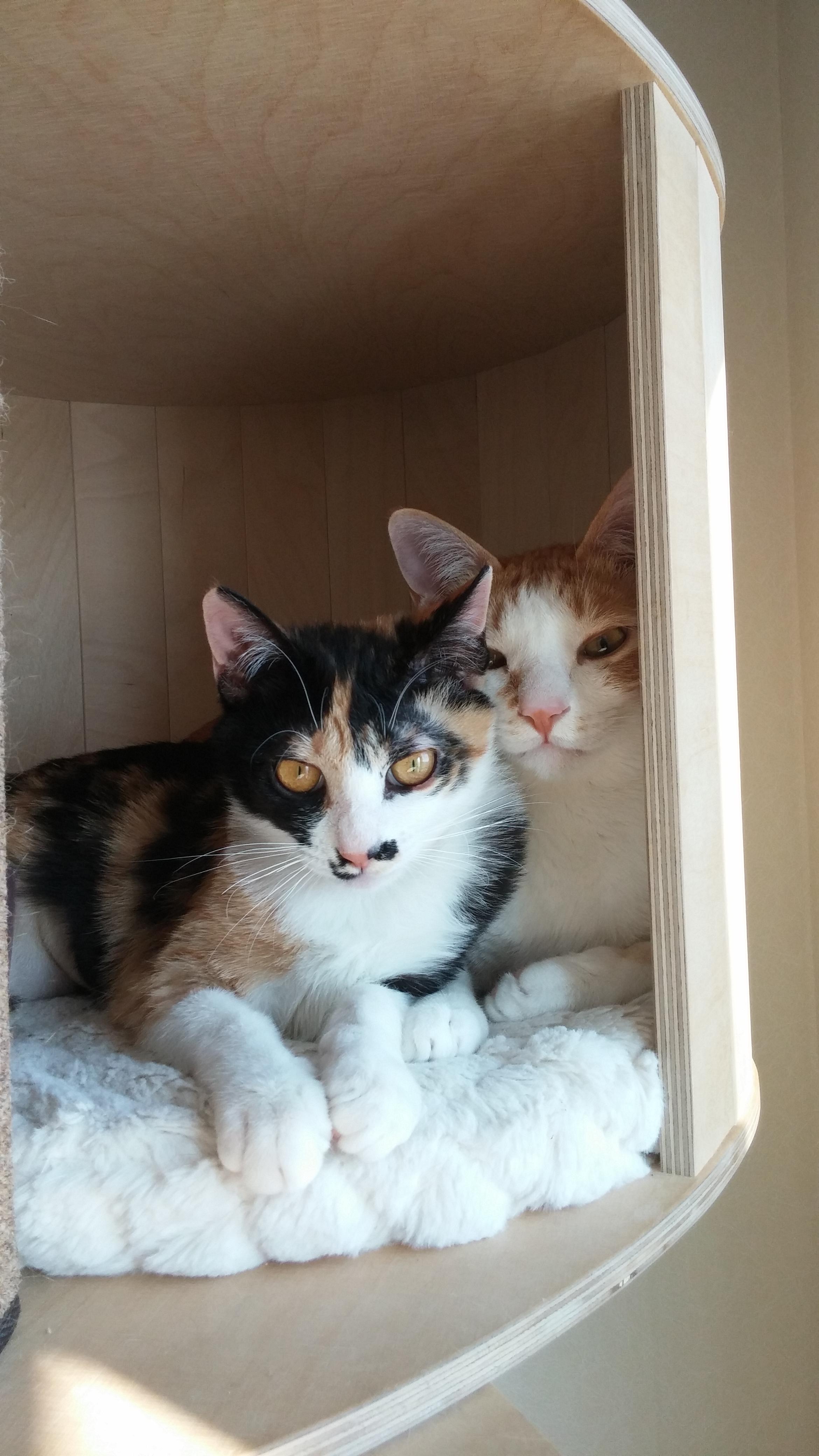 우리집 달달한 고양이 커플. 다다는 호야바라기.