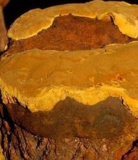 상황버섯