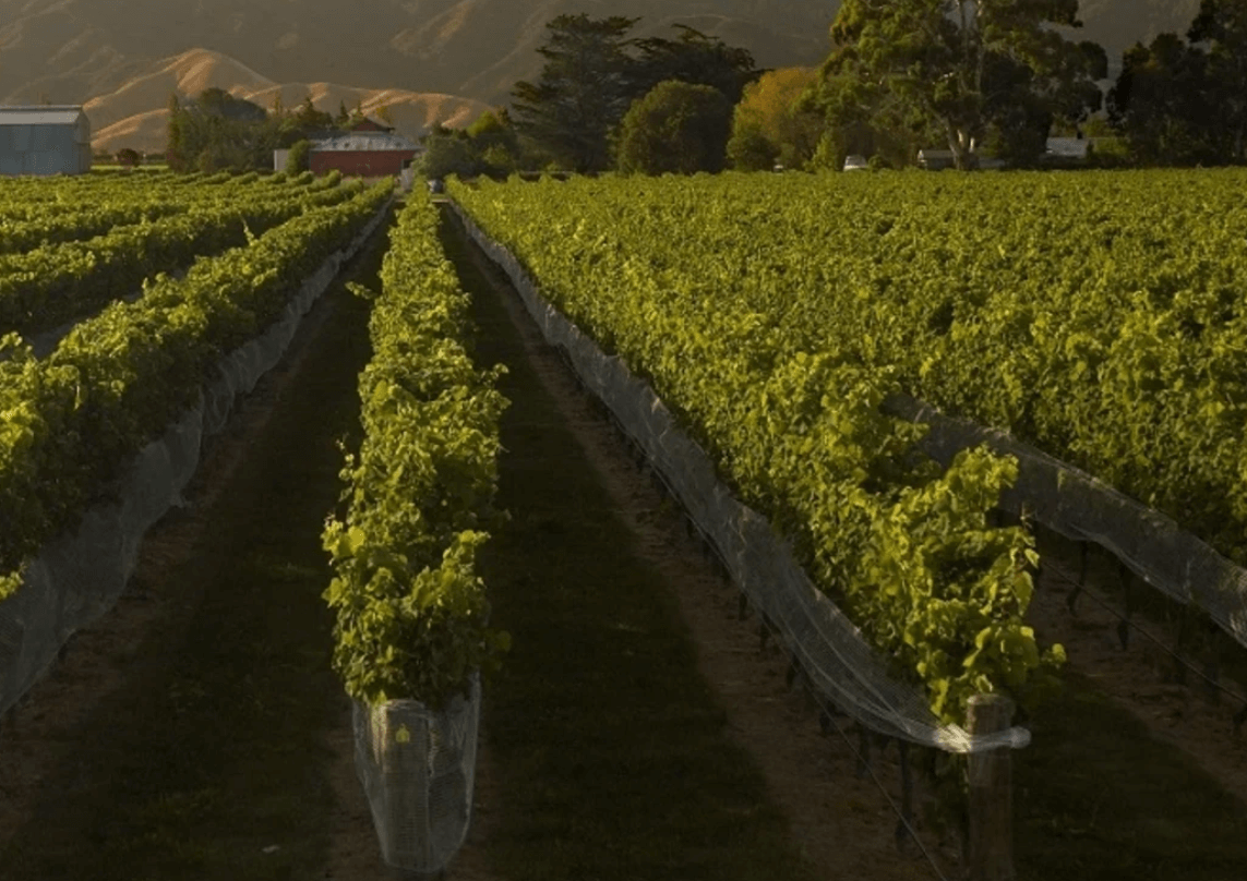 말보로 소비뇽 블랑&amp;#44; 와인 초보를 위한 완벽 가이드