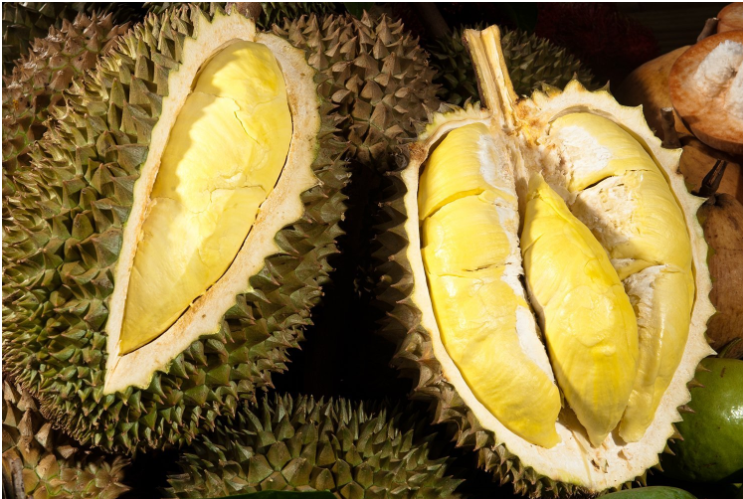 두리안 열매