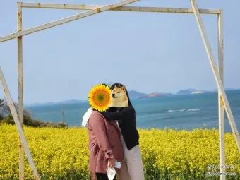 부안 수성당 유채꽃 히든스팟 개화시기_20