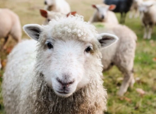 2024년 양띠 운세